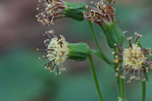 Rugelia nudicaulis #26